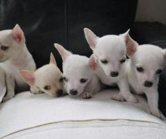 Quality Chihuahua Puppies For Sale