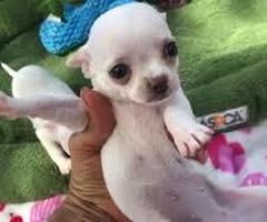 Quality Chihuahua Puppies For Sale