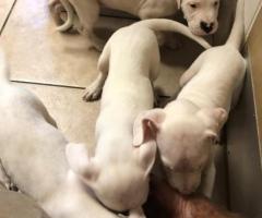 White Dogo Argentino Puppies For Sale