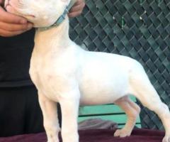 White Dogo Argentino Puppies For Sale