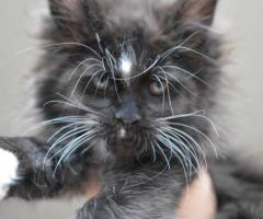 Maine Coon kittens for sale